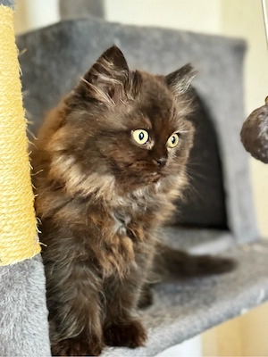 Wunderschönes Britisch Langhaar Kitten in Chocolate