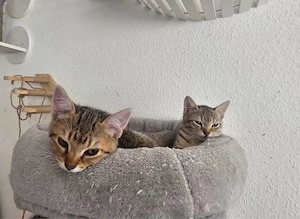 EKH Kitten suchen passenden Dosenöffner