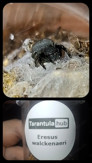 Eresus walckenaeri   Griechische Samtspinne (unbestimmt)