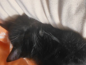 BKH kater schwarz weiß
