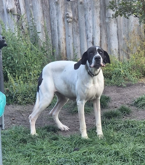 Deutsche Dogge Hündin