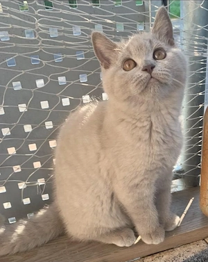 Süßes BKH-Kitten sucht liebevolles Zuhause