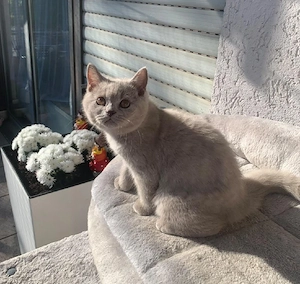 Liebevolles BKH Kitten sucht ab sofort ein neues Zuhause 