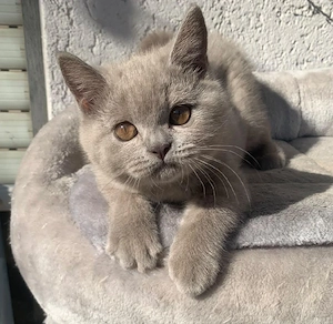 Liebevolles BKH Kitten sucht ab sofort ein neues Zuhause 