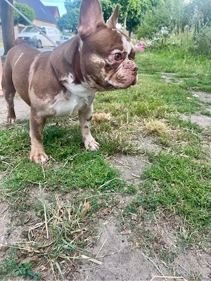 Französische Bulldogge