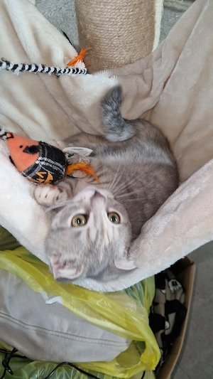 coco ab sofort