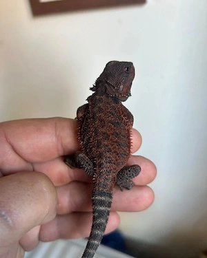 Hypo transluzente Bartagame