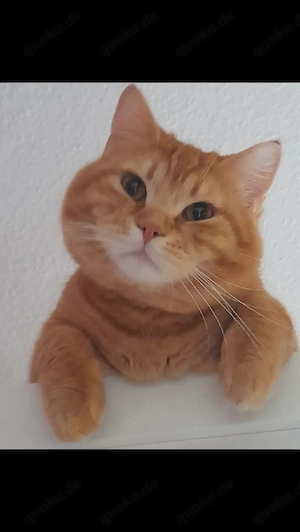 wunderschön Katerchen in liebevolle Hände abzugeben 
