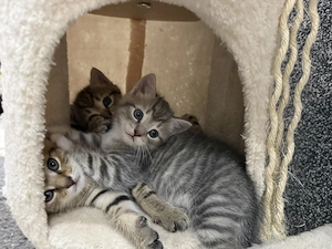 Süße Kitten suchen liebevolles Zuhause 