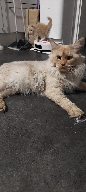 maine coon XXL 