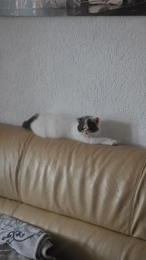 Exotic Shorthair Kitten