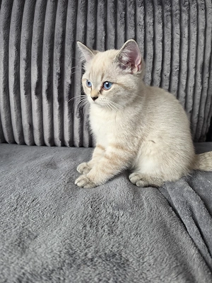 BKH Kitten Mädchen 