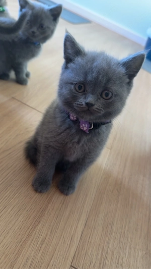 Britisch kurzhaar kitten 