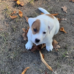 Jack Russell Terrier  16 Oktober sind abholbereit 