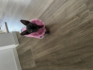 Sphynx Weibchen 6 Monate 