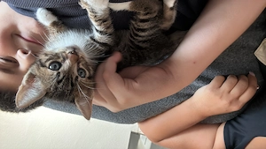 Verkaufe 2 Baby Hauskatzen 