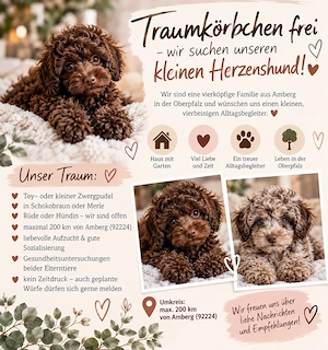 Suche Toy- oder Zwergpudelwelpe (Schokobraun oder Merle)