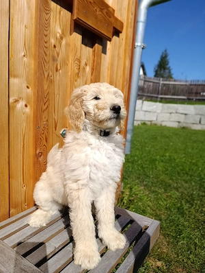 Traumhafte Golden Doodle Welpen abgabebereit