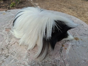 Meerschweinchen Peruaner Bock
