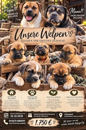 Old English Bulldog x American Bulldog Welpen