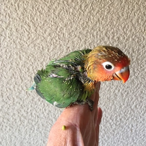 Pfirsichköpfchen