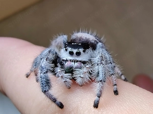 Suche Phidippus regius White Bahama Weibchen