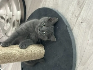 BKH Kitten zum Verkaufen !