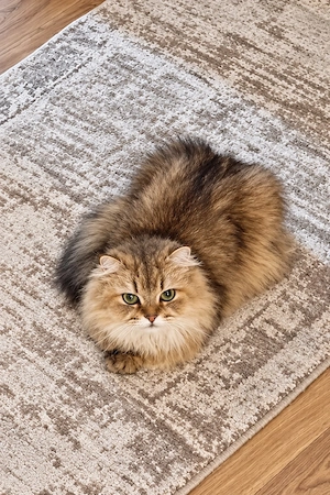 Reinrassige Wunderschöner Kater 