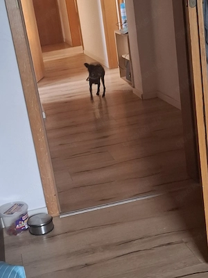 Deutscher Pinscher Welpe Mailo