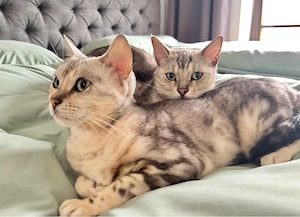 Bengalkatzen suchen neues zuhause  