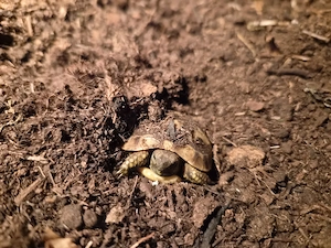 griechische Landschildkröten NZ26 