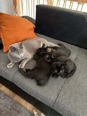 Super süsse BKH -- Mix Mädchen 