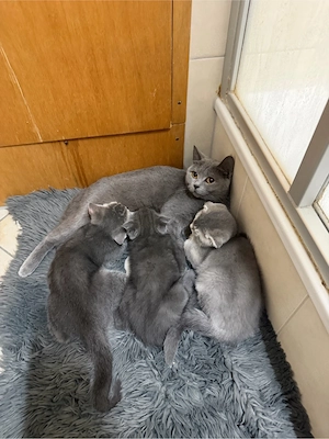 Bkh kitten und katze