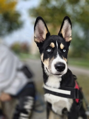 Husky Mischling 