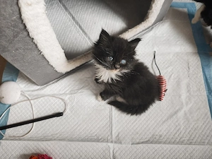 Maine Coon Kitten 