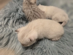 Bkh kitten Weibchen 