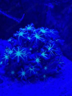 Clavularia korallen meerwasser Ableger 