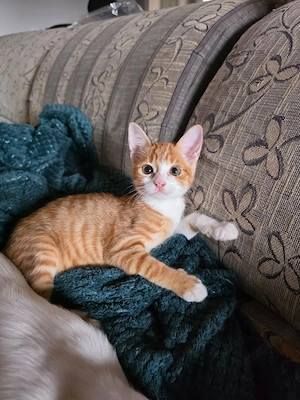 Kitten Katze Tierschutz Bundesweite Vermittlung 