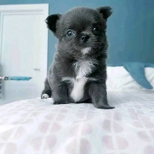 Bezaubernde Chihuahuawelpe
