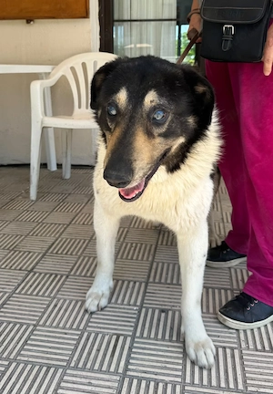 Hund Rüde Tierschutz kastriert Blind Handicap Bundesweite Vermittlung 