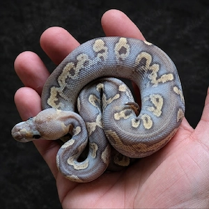 Königspython GHI Clown Mojave 50%Hypo 0.1 