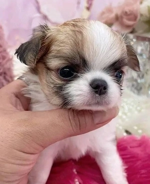 Chihuahua Welpen ,reinrassig, liebevoll aufgezogen