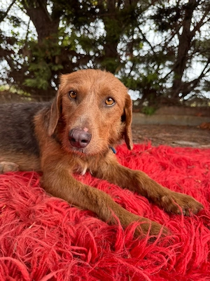 Hund Hündin Kastriert Tierschutz Bundesweite Vermittlung 
