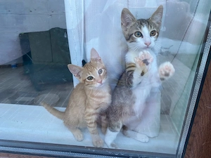 Kitten Katze Kater Tierschutz Bundesweite Vermittlung 