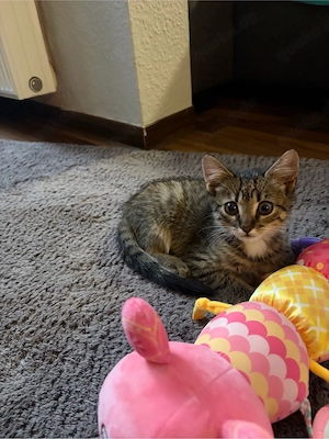 Baby katze 