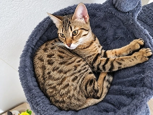 Bengal-Mix 