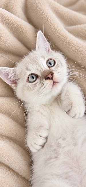 bkh katzen mit blauen Augen