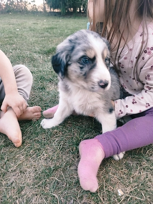 Australian Shepherd Welpen 
