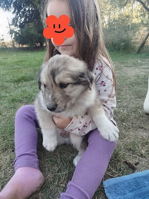 Australian Shepherd Welpen 