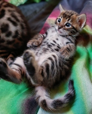 Zuckersüße, reinrassige Bengalen Kitten. Die Zimmer-Leoparden. Ausgezeichneter Stammbaum.